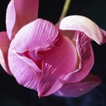 lotosový květ