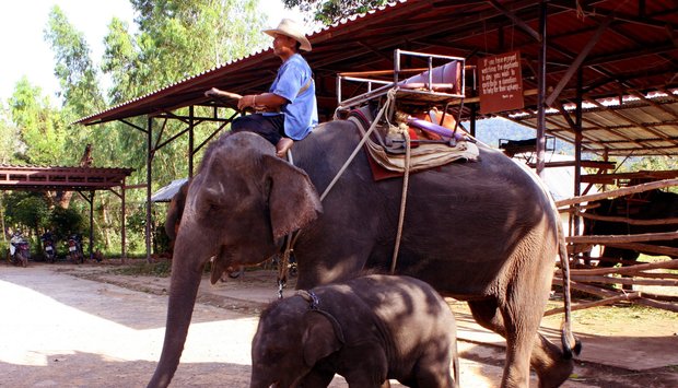 Koh Chang sloni
