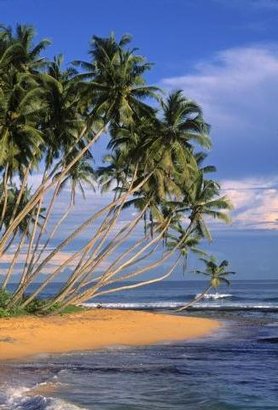 Tropical Beach, Srí Lanka