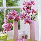 orchidej okno