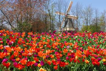 Květinové Holandsko 8